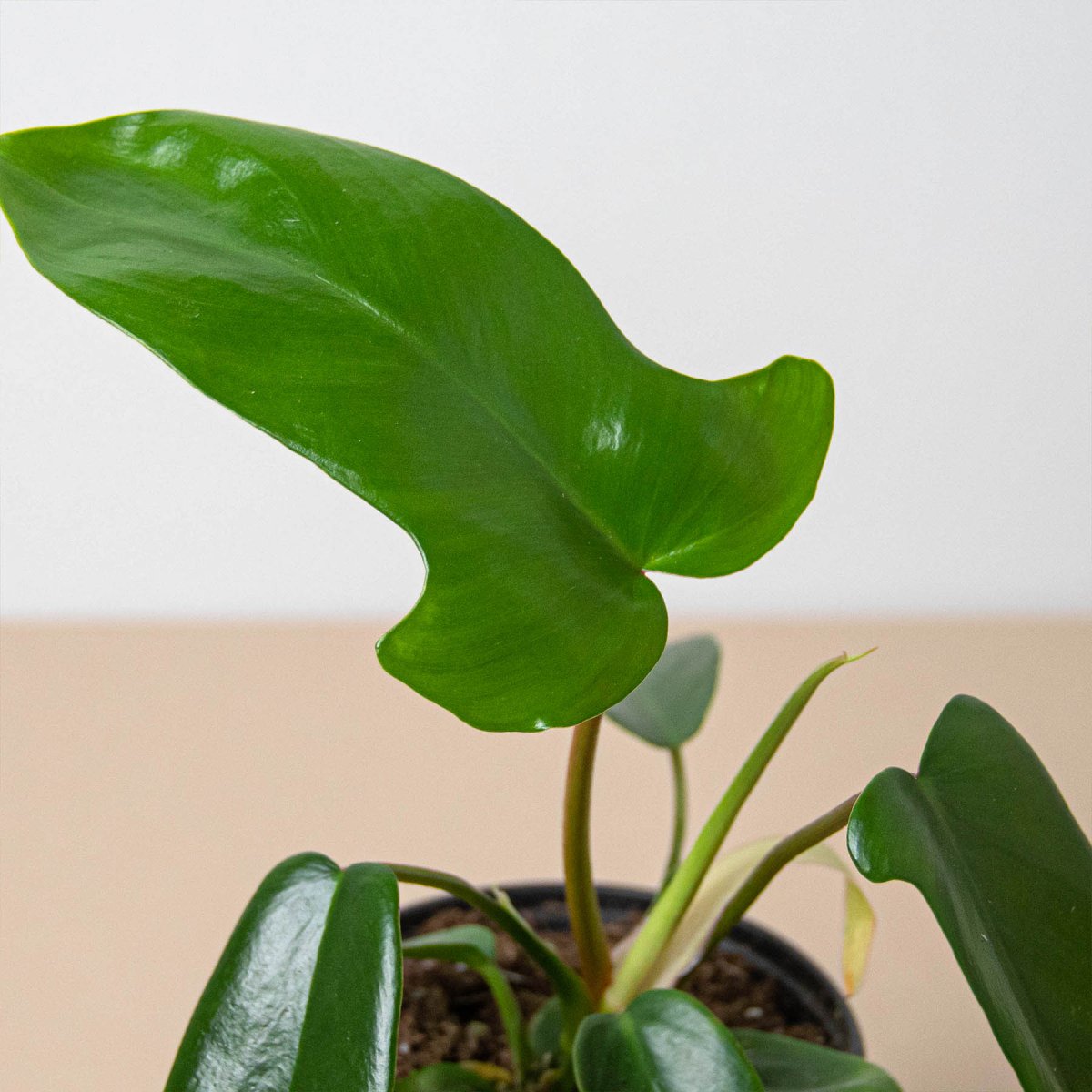 lily & onyx Philodendron 'Florida Green' Houseplant