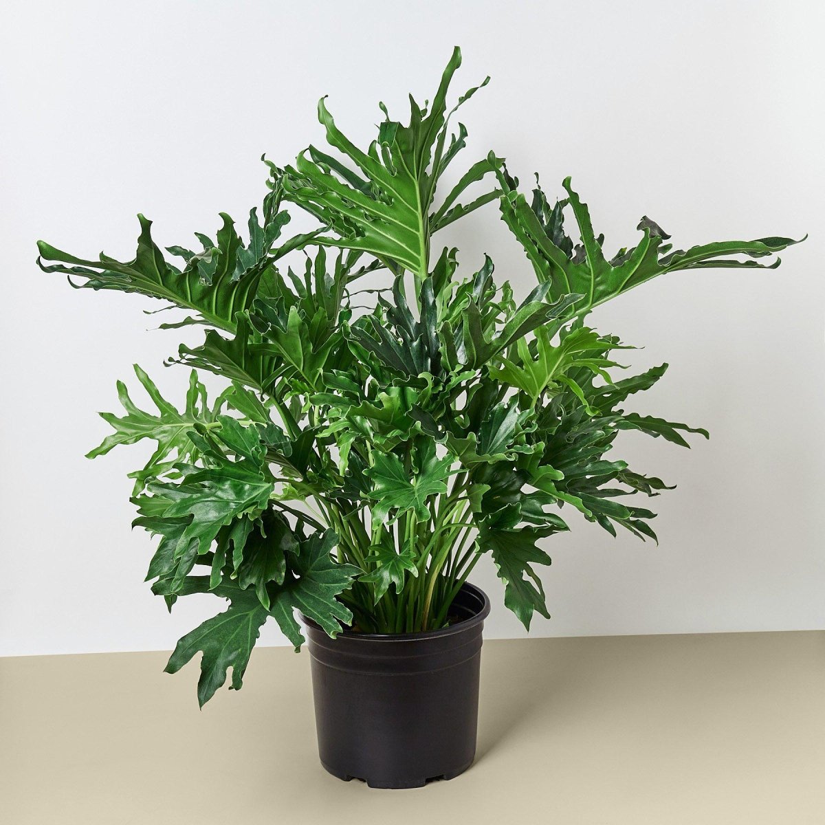 lily & onyx Philodendron 'Lickety Split' 8" Houseplant
