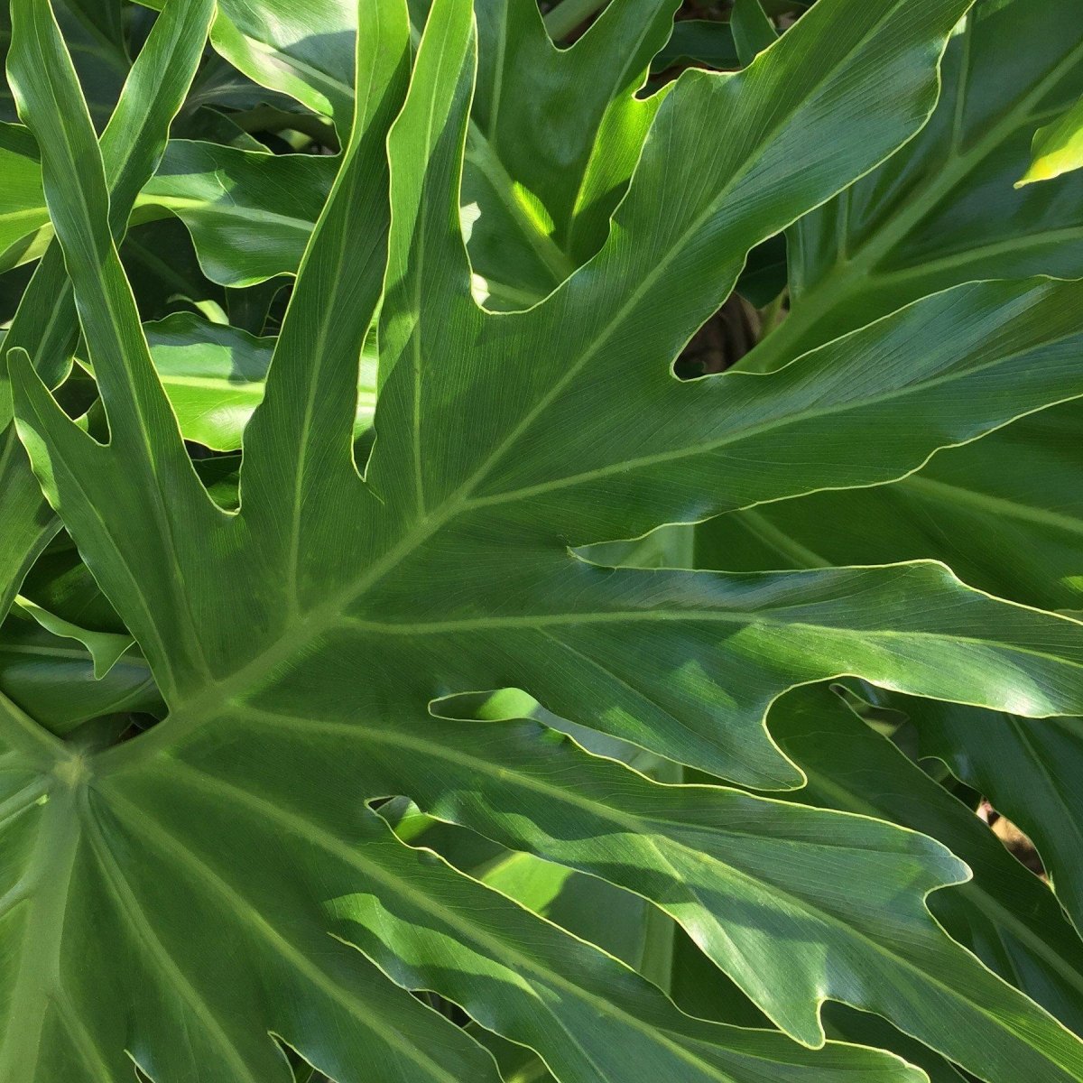 lily & onyx Philodendron 'Lickety Split' 8" Houseplant