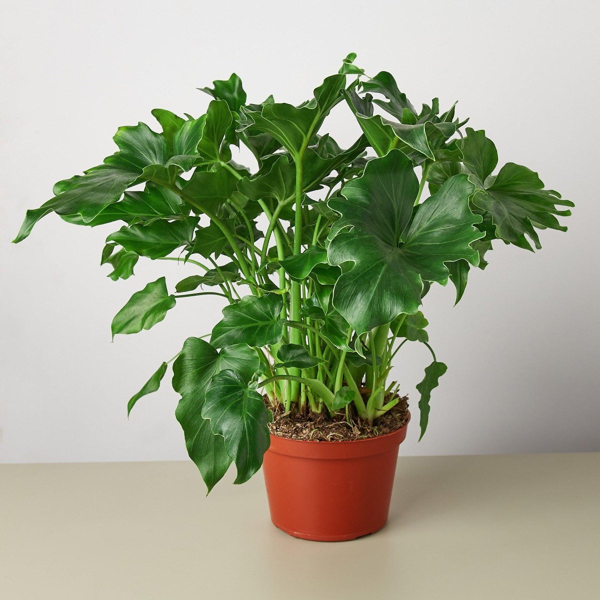 lily & onyx Philodendron 'Little Hope' Houseplant