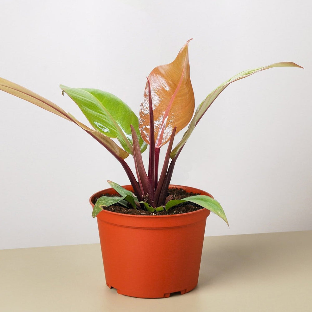 
                      
                        lily & onyx Philodendron 'Prince of Orange' - lily & onyx
                      
                    