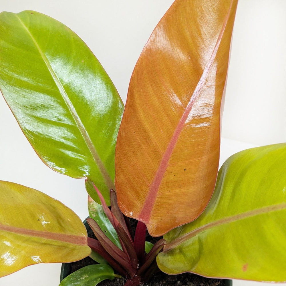 
                      
                        lily & onyx Philodendron 'Prince of Orange' - lily & onyx
                      
                    