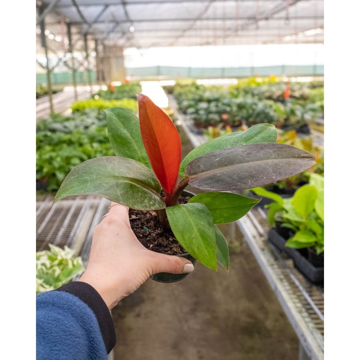 philodendron with red flowers Philodendron ‘Sun Red’ Live Plant