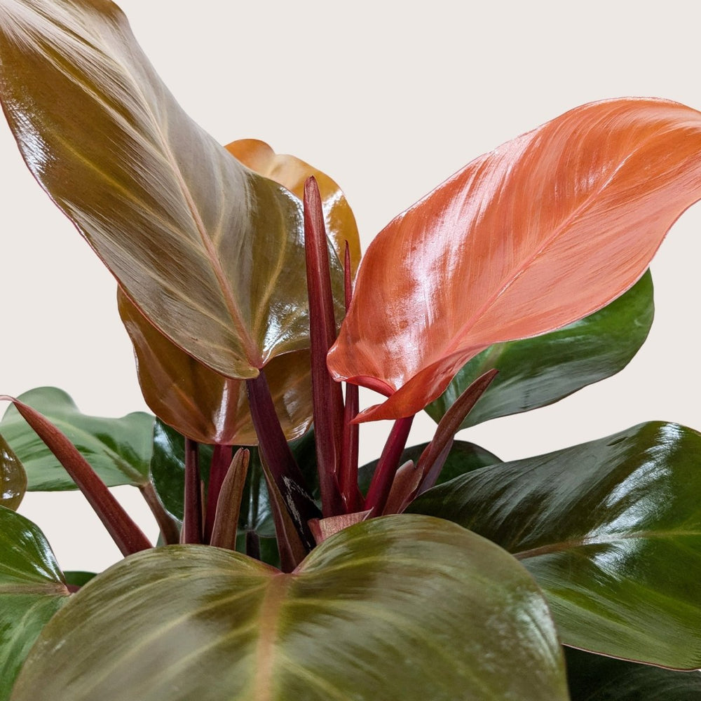 
                      
                        lily & onyx Philodendron 'Sun Red' Houseplant - lily & onyx
                      
                    