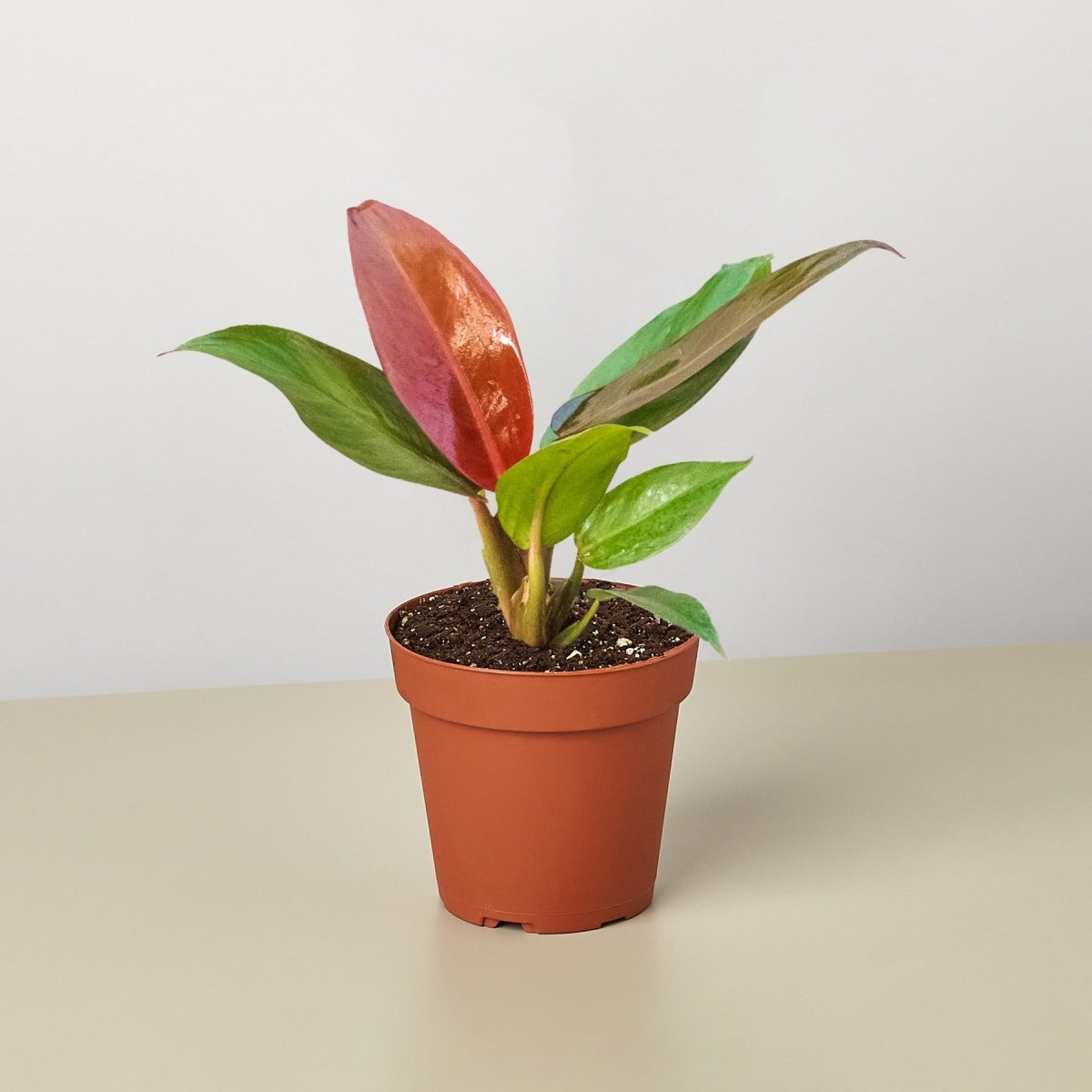 lily & onyx Philodendron 'Sun Red' Houseplant - lily & onyx