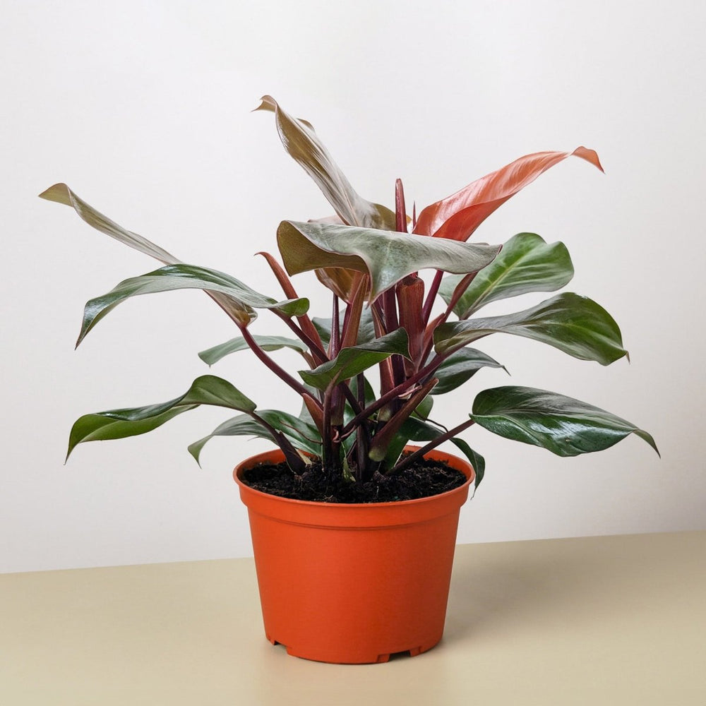 
                      
                        lily & onyx Philodendron 'Sun Red' Houseplant - lily & onyx
                      
                    