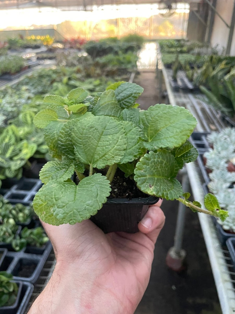 
                      
                        lily & onyx Pilea 'Crinkle' - lily & onyx
                      
                    