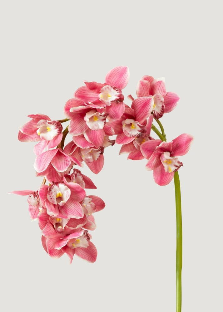 Afloral Pink Large Natural Touch Cymbidium Orchid - 45" - lily & onyx