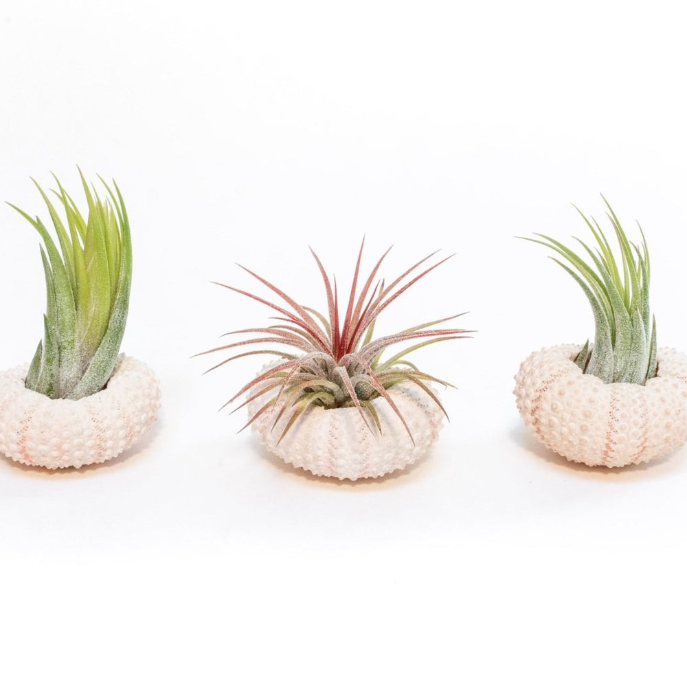 Air Plant Supply Co. Pink Urchins with Tillandsia Air Plants, Set of 3 - lily & onyx