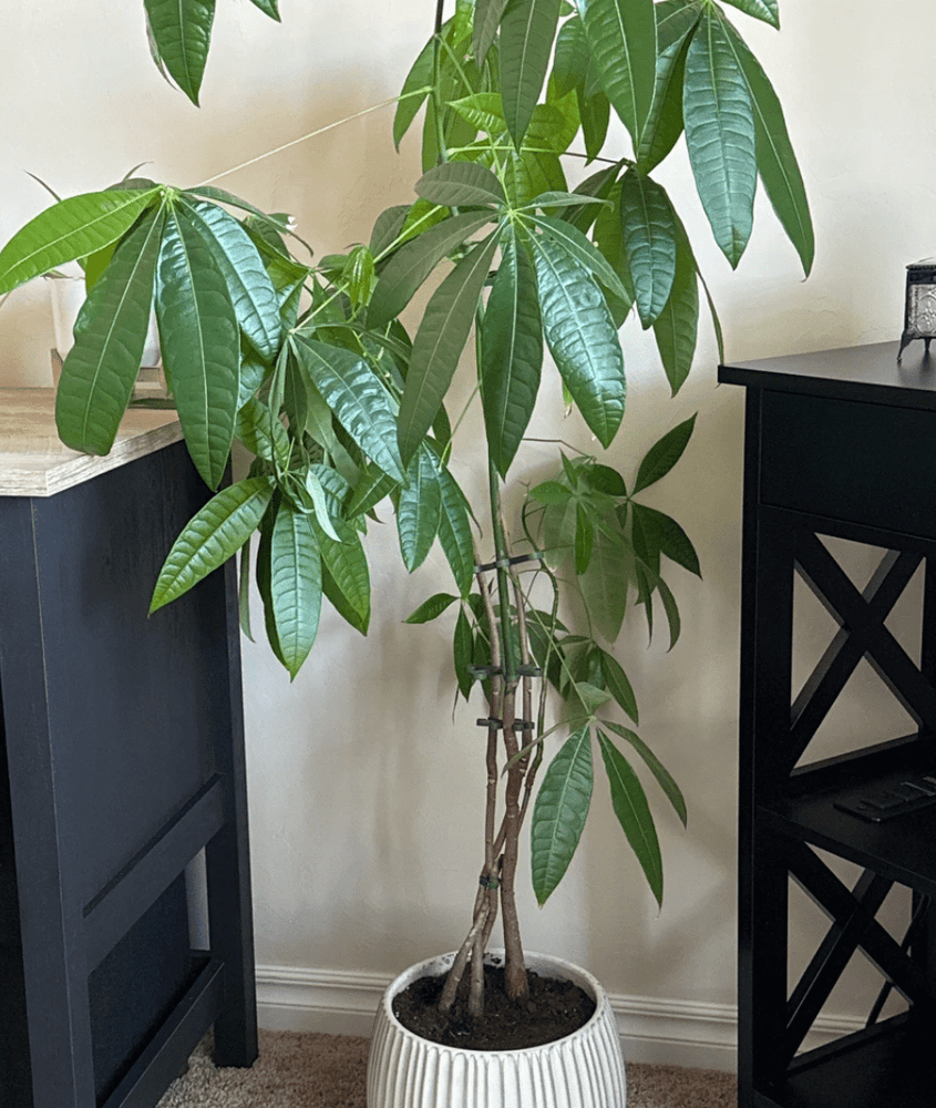 
                      
                        Rosebud HomeGoods Plant Stem Supports - lily & onyx
                      
                    
