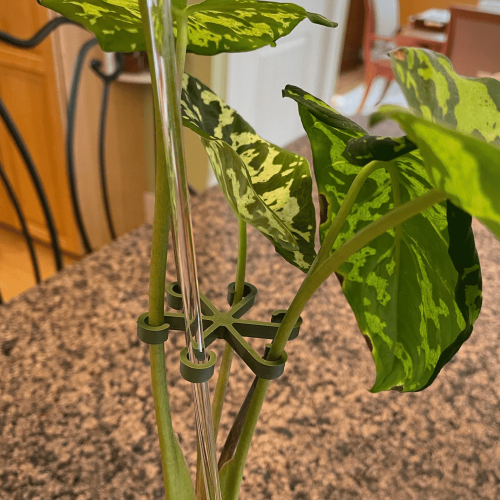 
                      
                        Rosebud HomeGoods Plant Stem Supports - lily & onyx
                      
                    