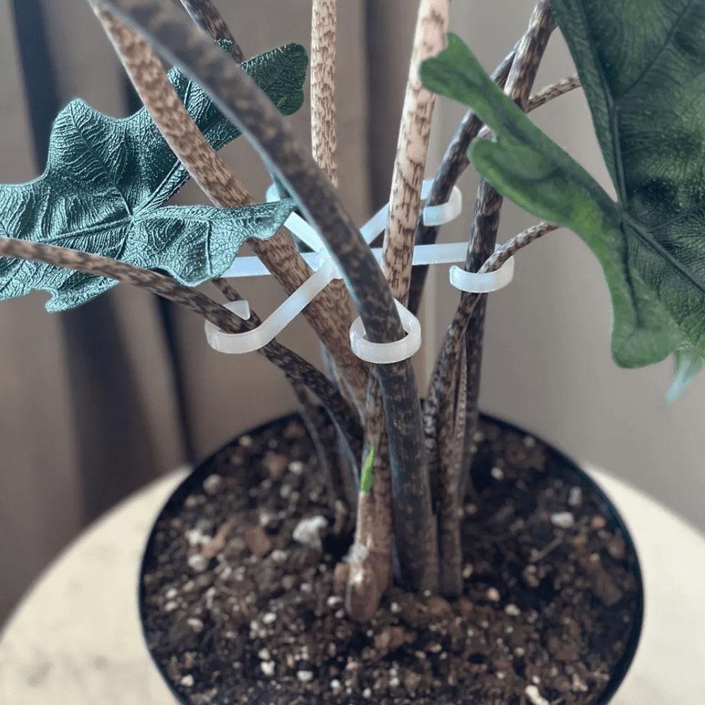 
                      
                        Rosebud HomeGoods Plant Stem Supports - lily & onyx
                      
                    