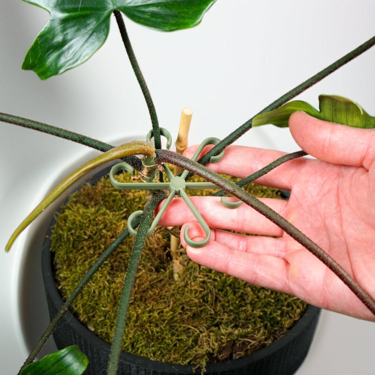Rosebud HomeGoods Plant Stem Supports - lily & onyx