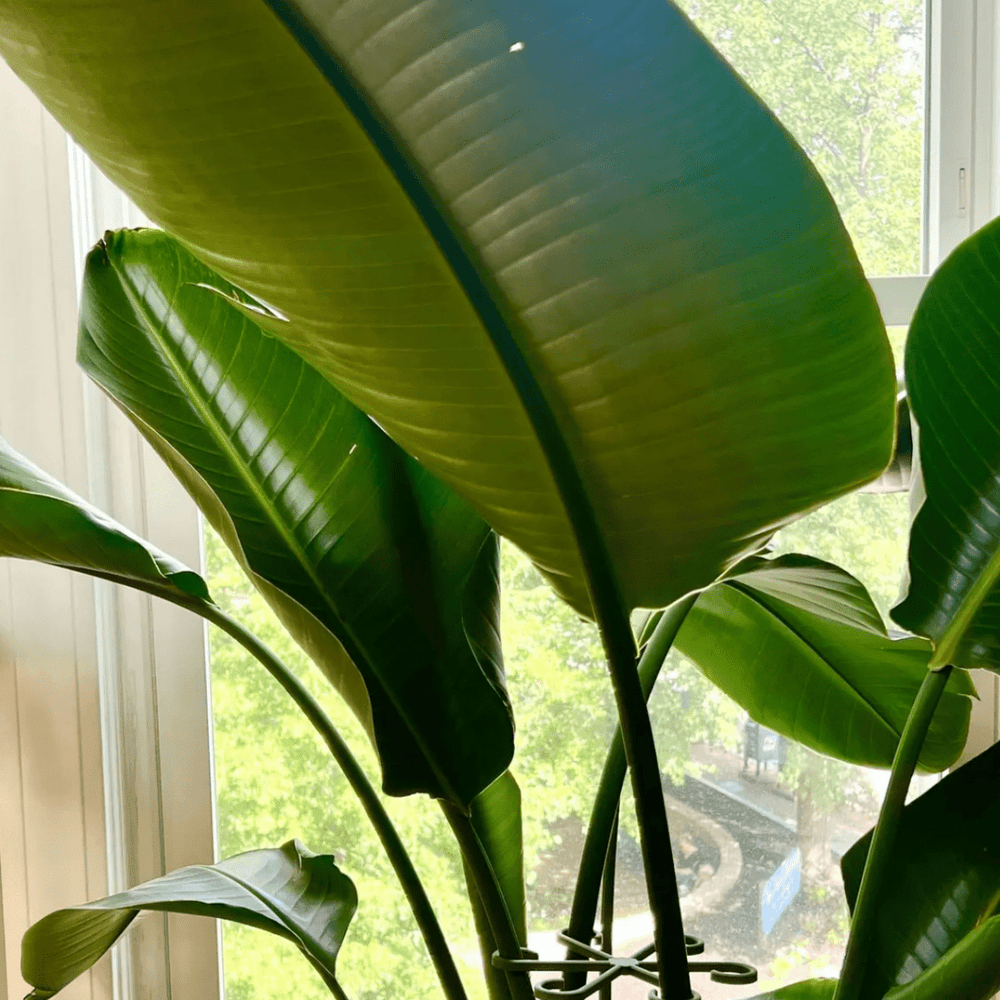 
                      
                        Rosebud HomeGoods Plant Stem Supports - lily & onyx
                      
                    