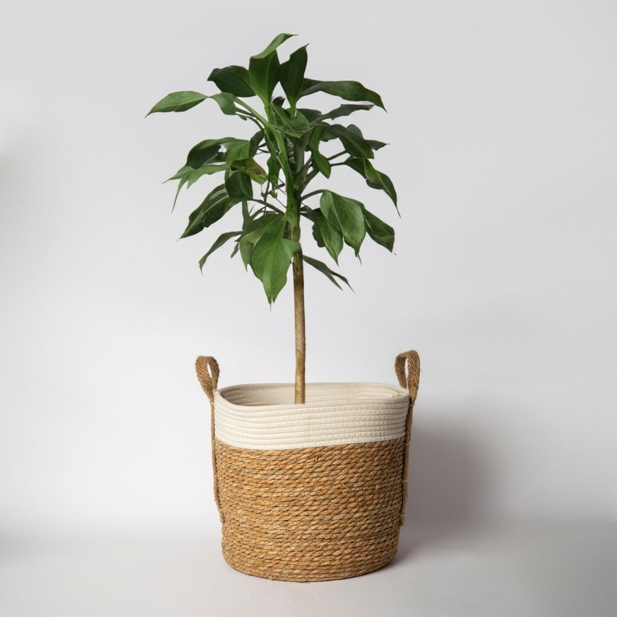 Porto Boutique Seagrass Basket With Handles