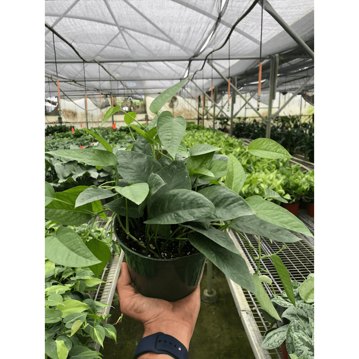 cebu blue pothos rare Pothos 'Cebu Blue' Houseplant