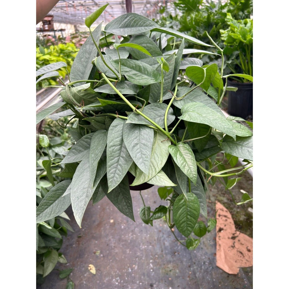 
                      
                        lily & onyx Pothos 'Cebu Blue' - lily & onyx
                      
                    