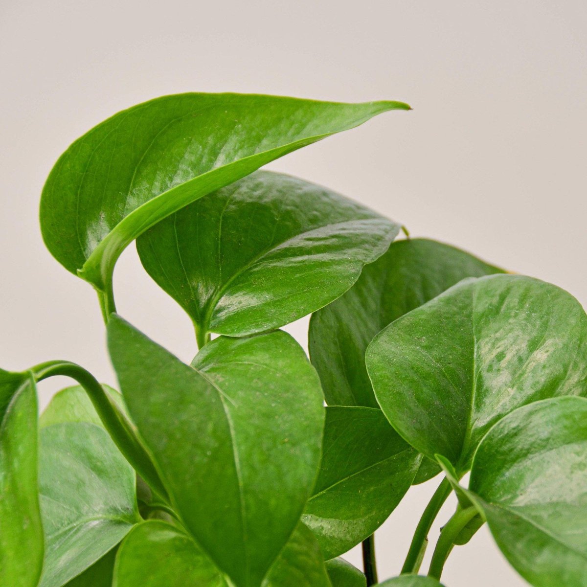lily & onyx Pothos 'Green Queen' Houseplant