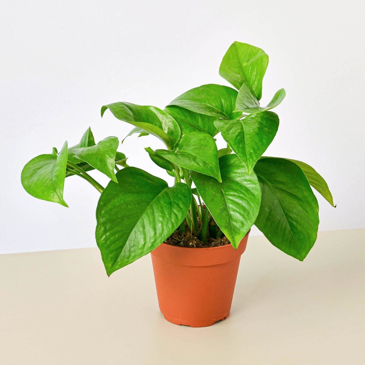 lily & onyx Pothos 'Green Queen' Houseplant