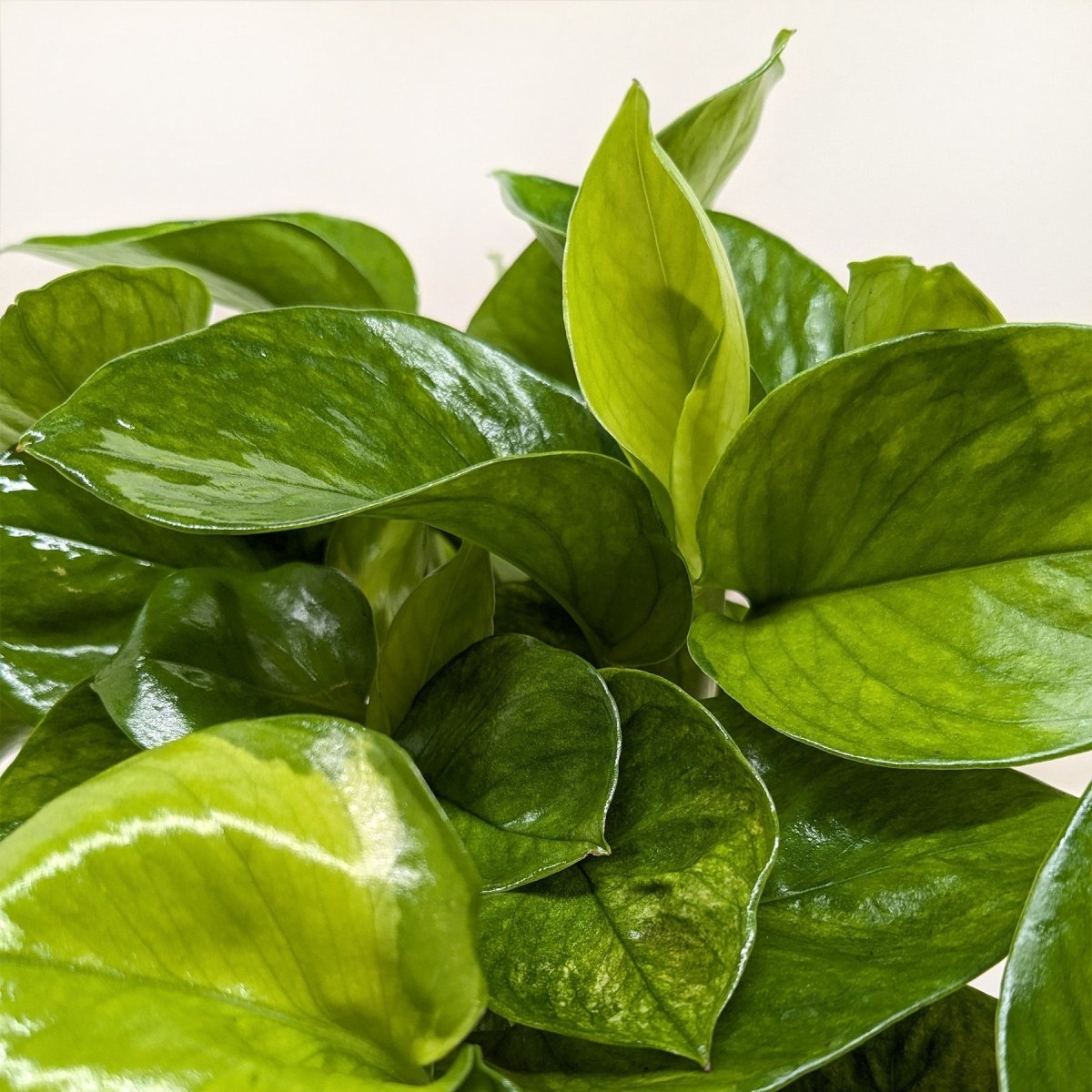 lily & onyx Pothos 'Lemon Top' Houseplant