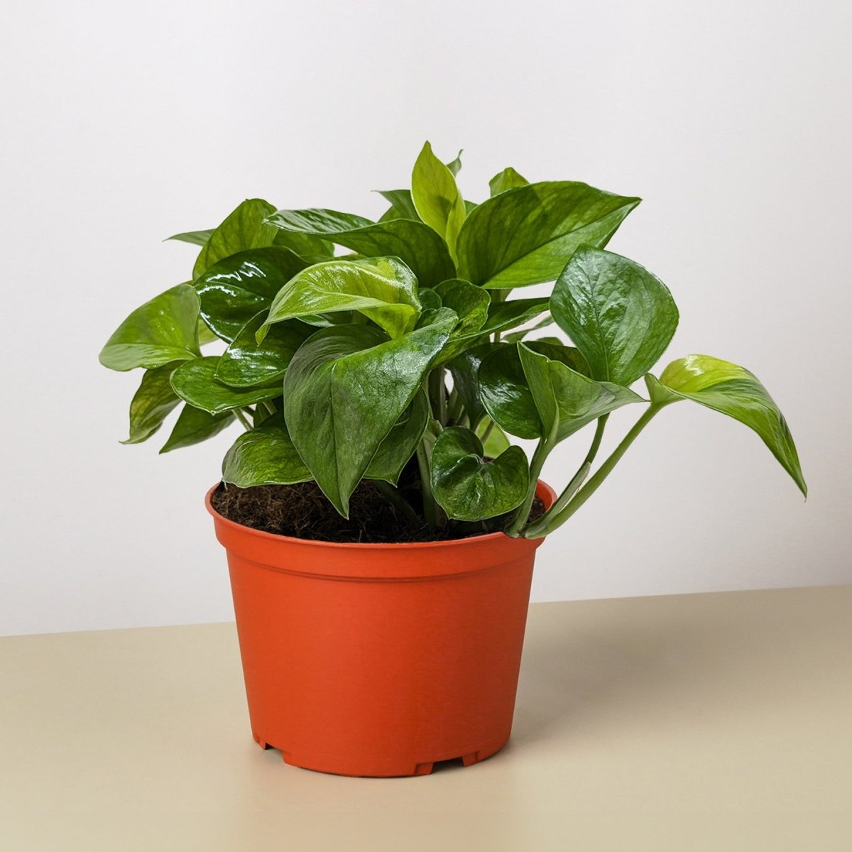lily & onyx Pothos 'Lemon Top' Houseplant