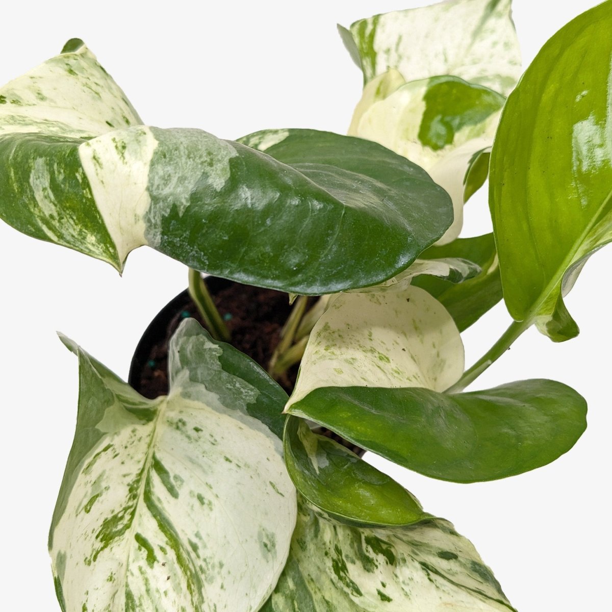 lily & onyx Pothos 'Manjula' Houseplant