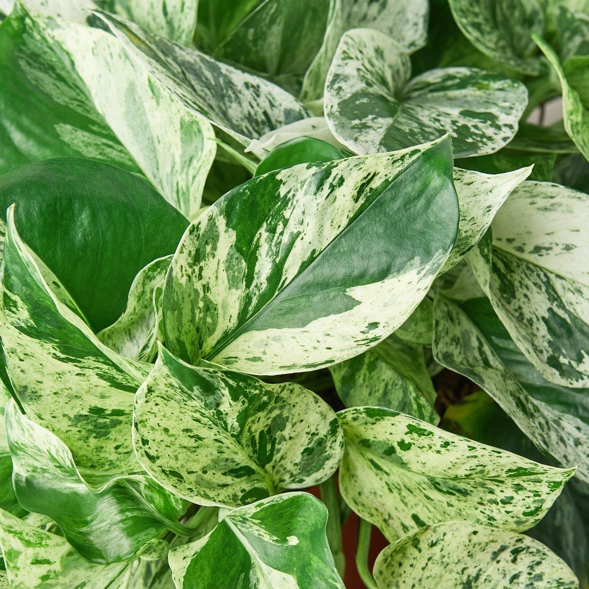 lily & onyx Pothos 'Marble Queen' Houseplant