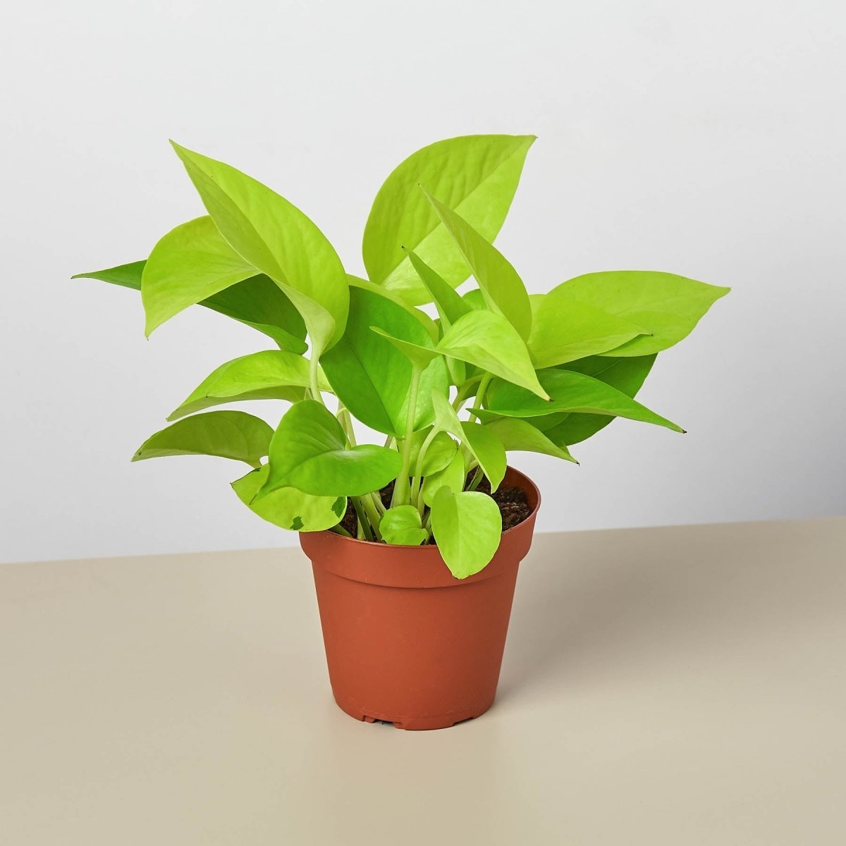 lily & onyx Pothos 'Neon' Houseplant