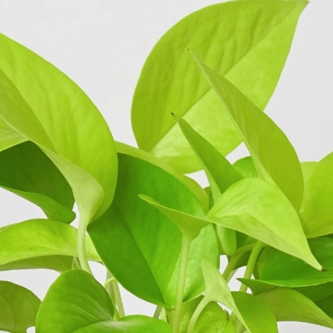lily & onyx Pothos 'Neon' Houseplant