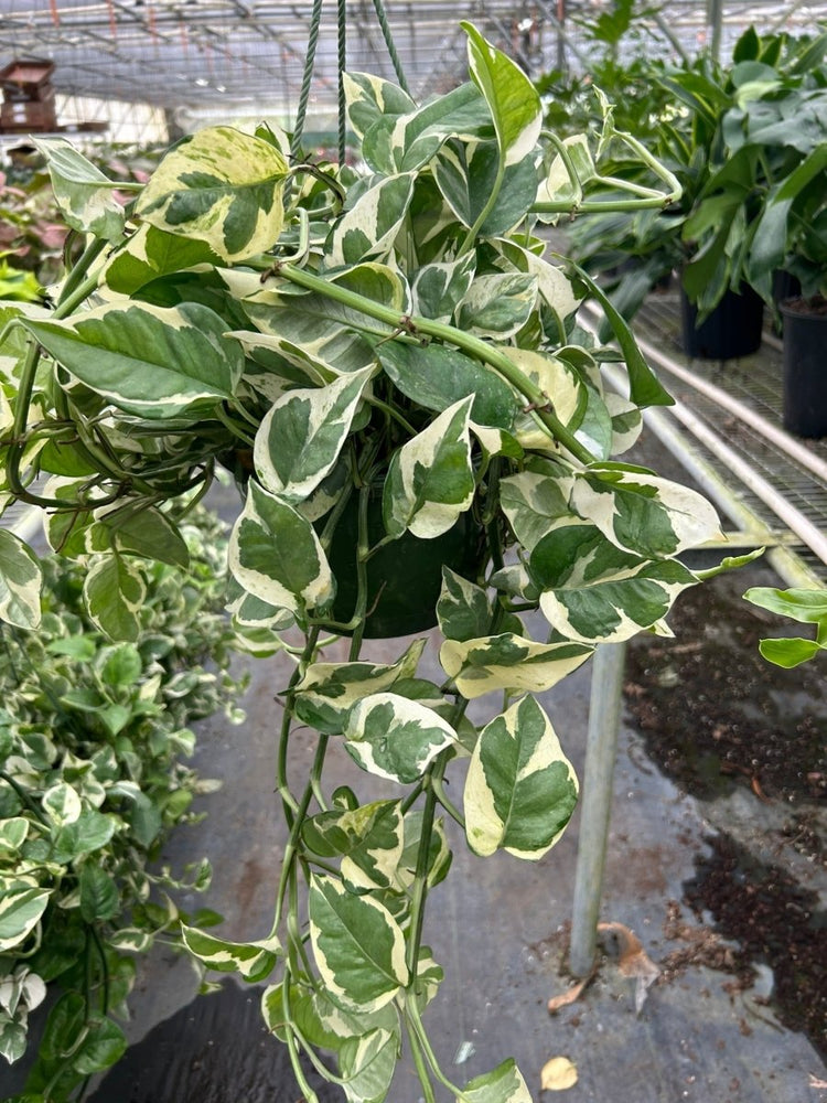 
                      
                        lily & onyx Pothos 'N'joy' - lily & onyx
                      
                    