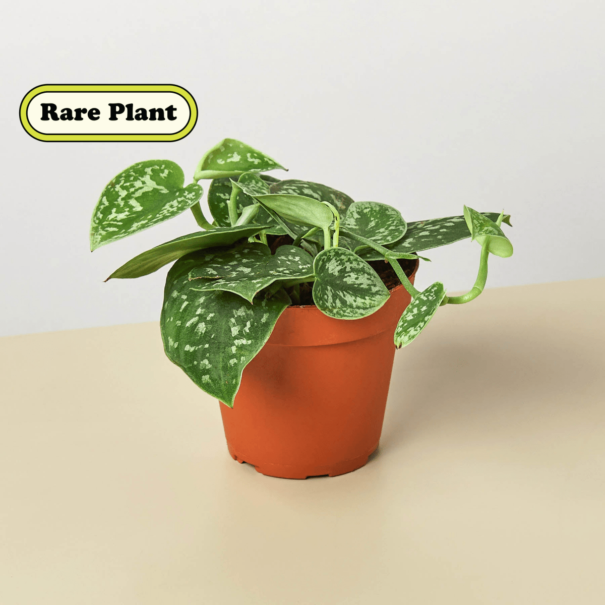 lily & onyx Pothos 'Satin' Houseplant