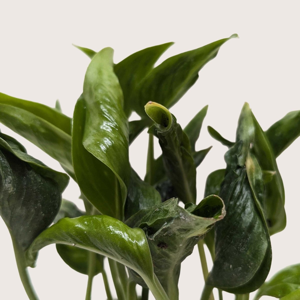 lily & onyx Pothos 'Shangri La' Houseplant