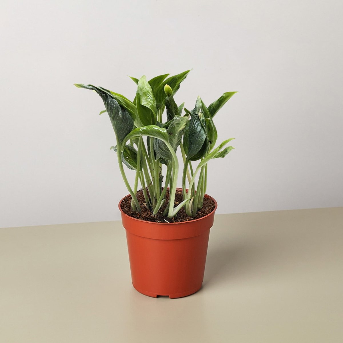 lily & onyx Pothos 'Shangri La' Houseplant