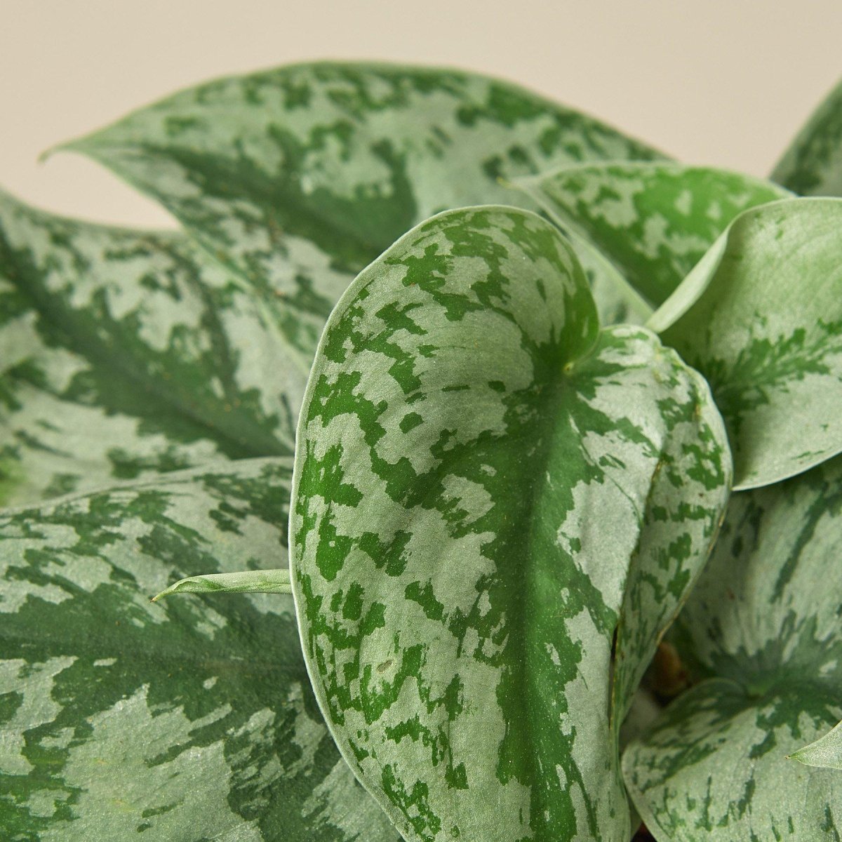 lily & onyx Pothos 'Silver Splash' Houseplant