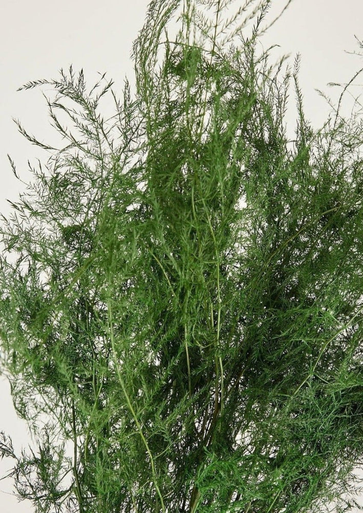 
                      
                        Afloral Preserved Asparagus Plumosus Fern, 12" - 28" - lily & onyx
                      
                    