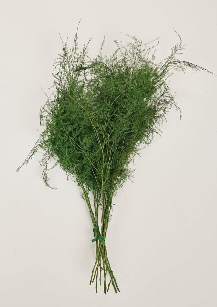 
                      
                        Afloral Preserved Asparagus Plumosus Fern, 12" - 28" - lily & onyx
                      
                    