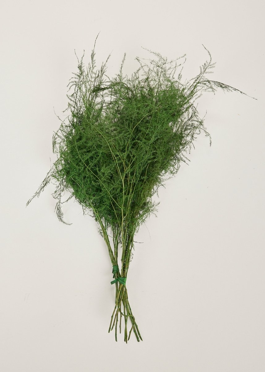 Afloral Preserved Asparagus Plumosus Fern, 12" - 28" - lily & onyx