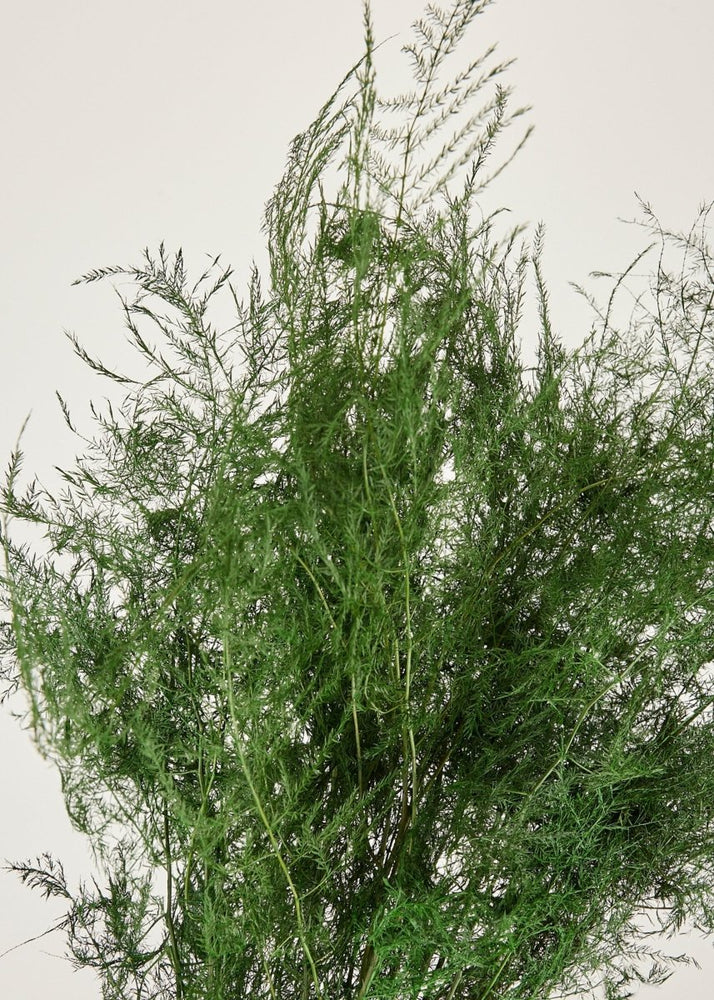 
                      
                        Afloral Preserved Asparagus Plumosus Fern, 12" - 28" - lily & onyx
                      
                    