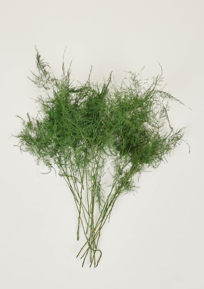 
                      
                        Afloral Preserved Asparagus Plumosus Fern, 12" - 28" - lily & onyx
                      
                    