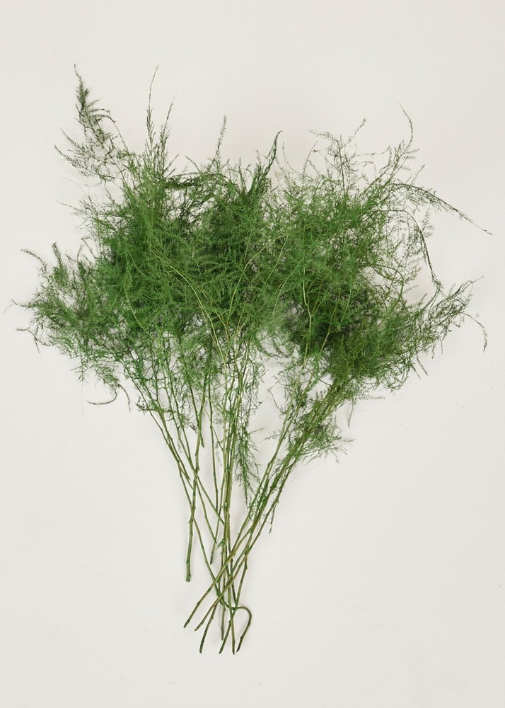 
                      
                        Afloral Preserved Asparagus Plumosus Fern, 12" - 28" - lily & onyx
                      
                    