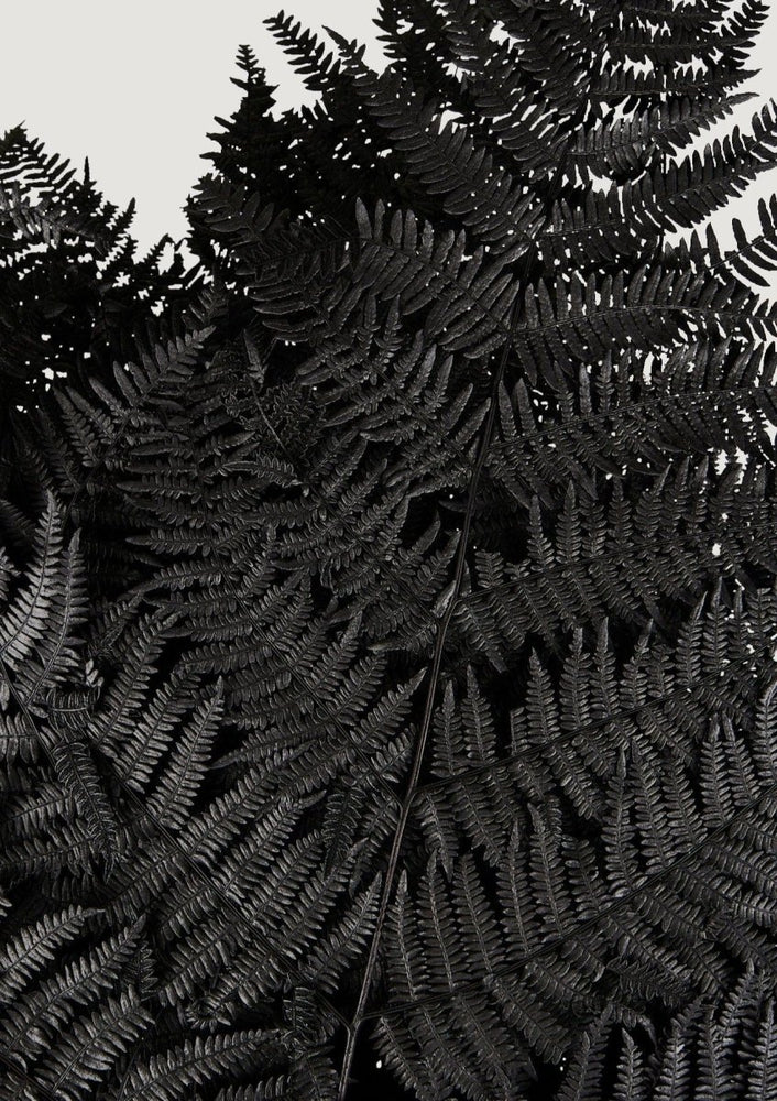 Afloral Preserved Bracken Fern Leaves in Black, 20 - 25" - Bundle of 10 - lily & onyx