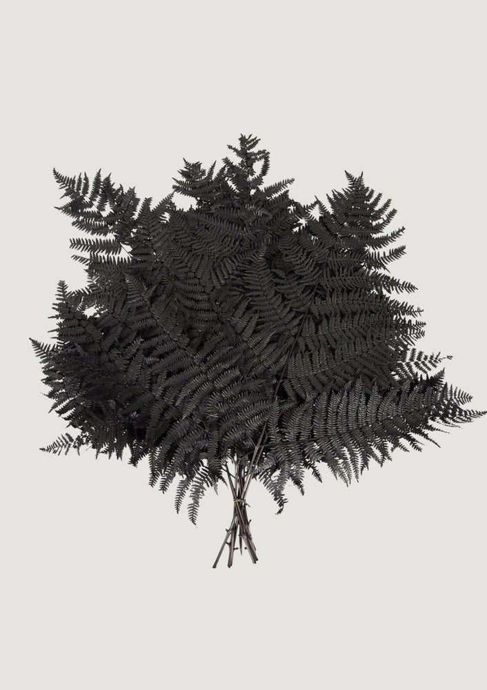 
                      
                        Afloral Preserved Bracken Fern Leaves in Black, 20 - 25" - Bundle of 10 - lily & onyx
                      
                    