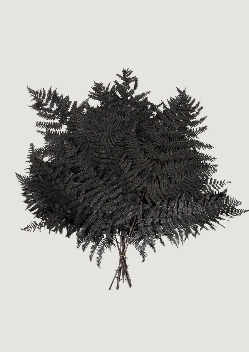 Afloral Preserved Bracken Fern Leaves in Black, 20 - 25