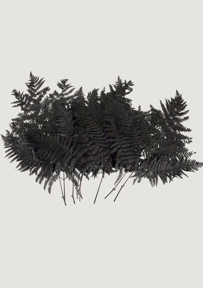 
                      
                        Afloral Preserved Bracken Fern Leaves in Black, 20 - 25" - Bundle of 10 - lily & onyx
                      
                    