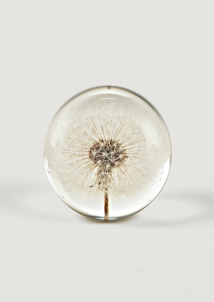 
                      
                        Afloral Preserved Dandelion Head Paper Weight, 3" - lily & onyx
                      
                    