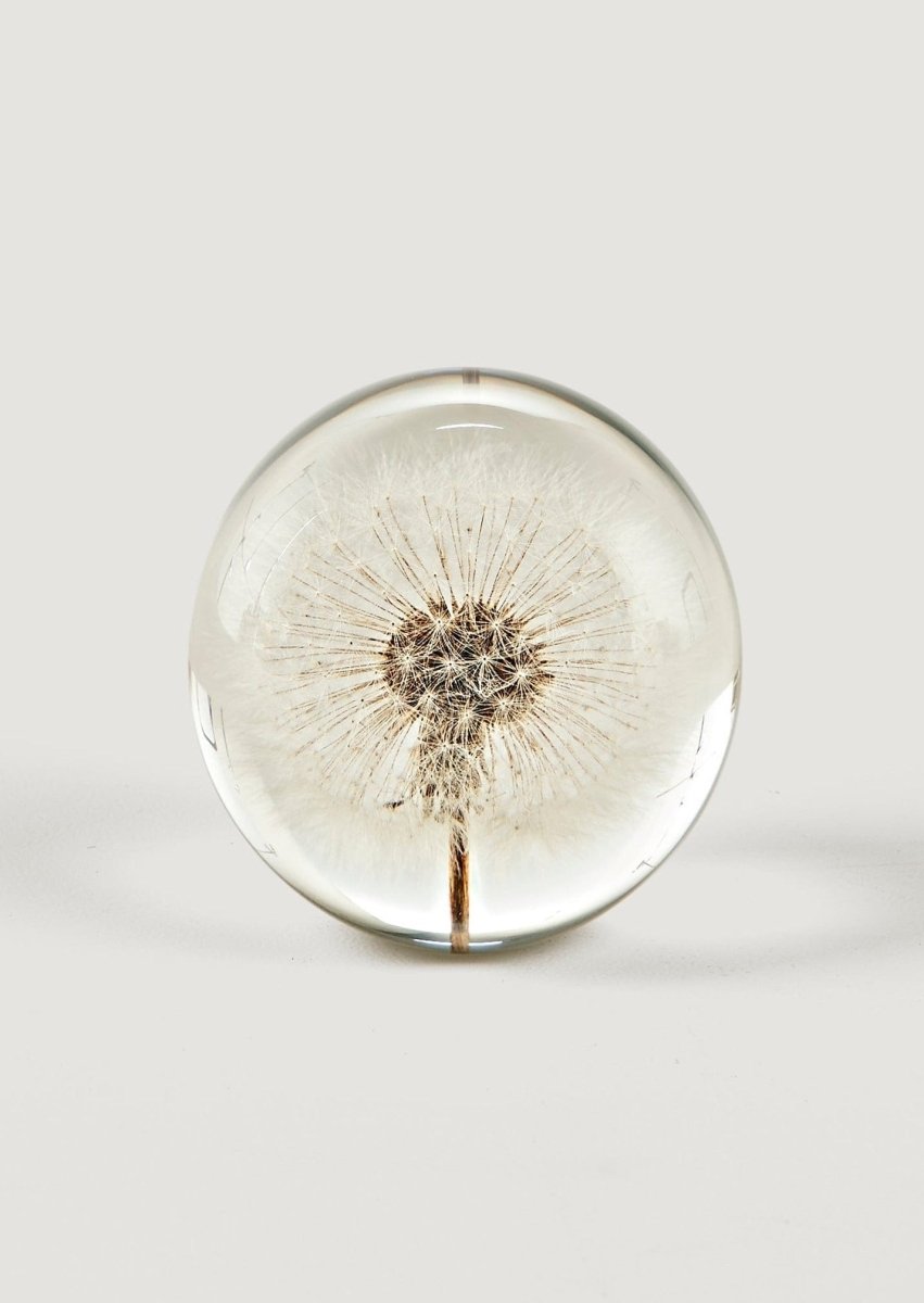 Afloral Preserved Dandelion Head Paper Weight, 3