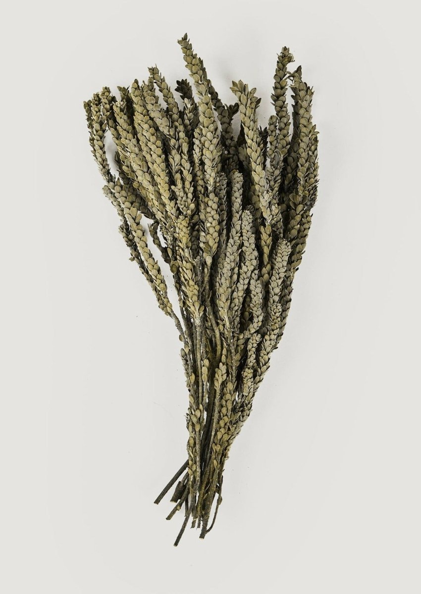 Afloral Preserved Green Buxifolia Foliage, 16 - 18