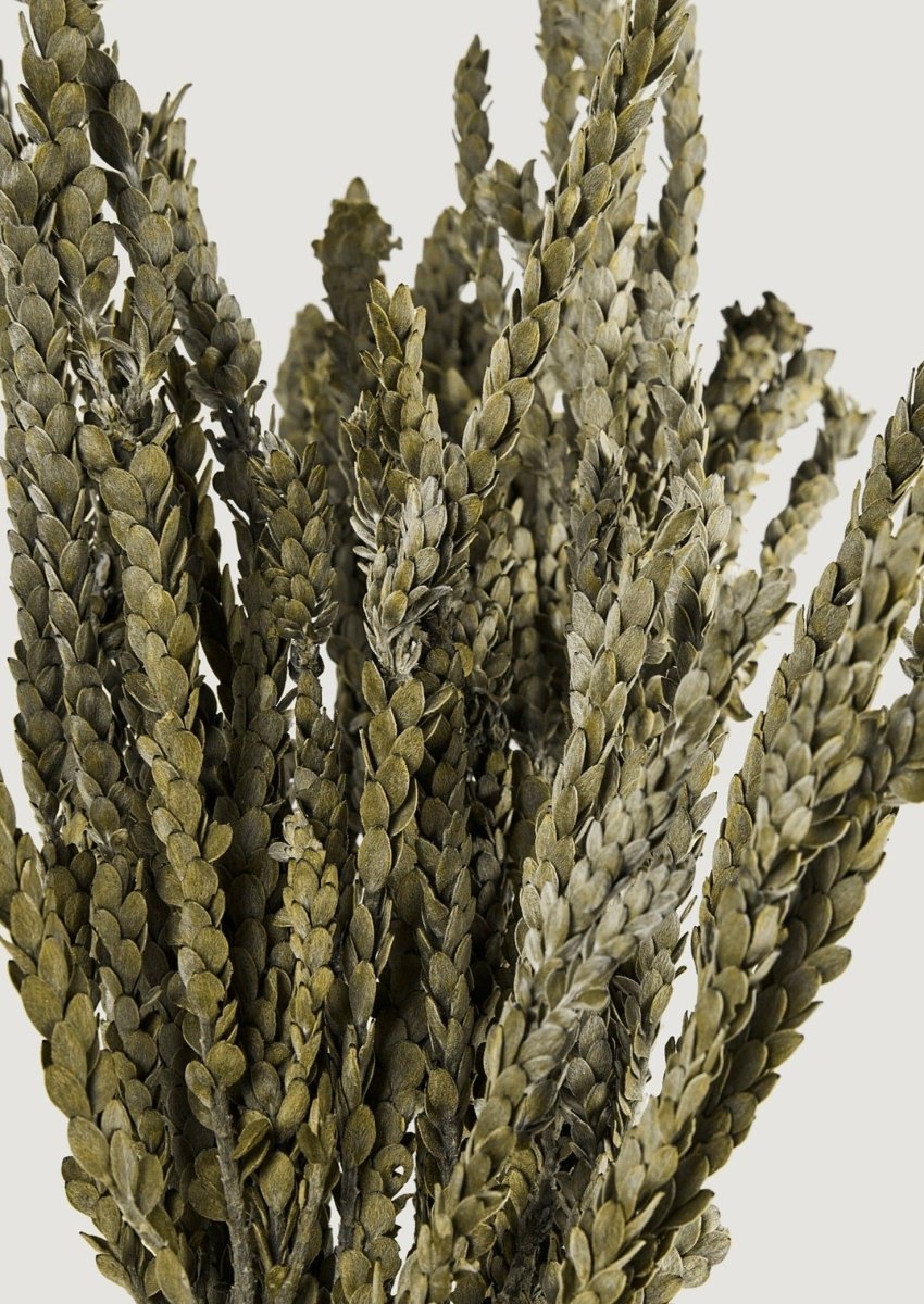 Afloral Preserved Green Buxifolia Foliage, 16 - 18