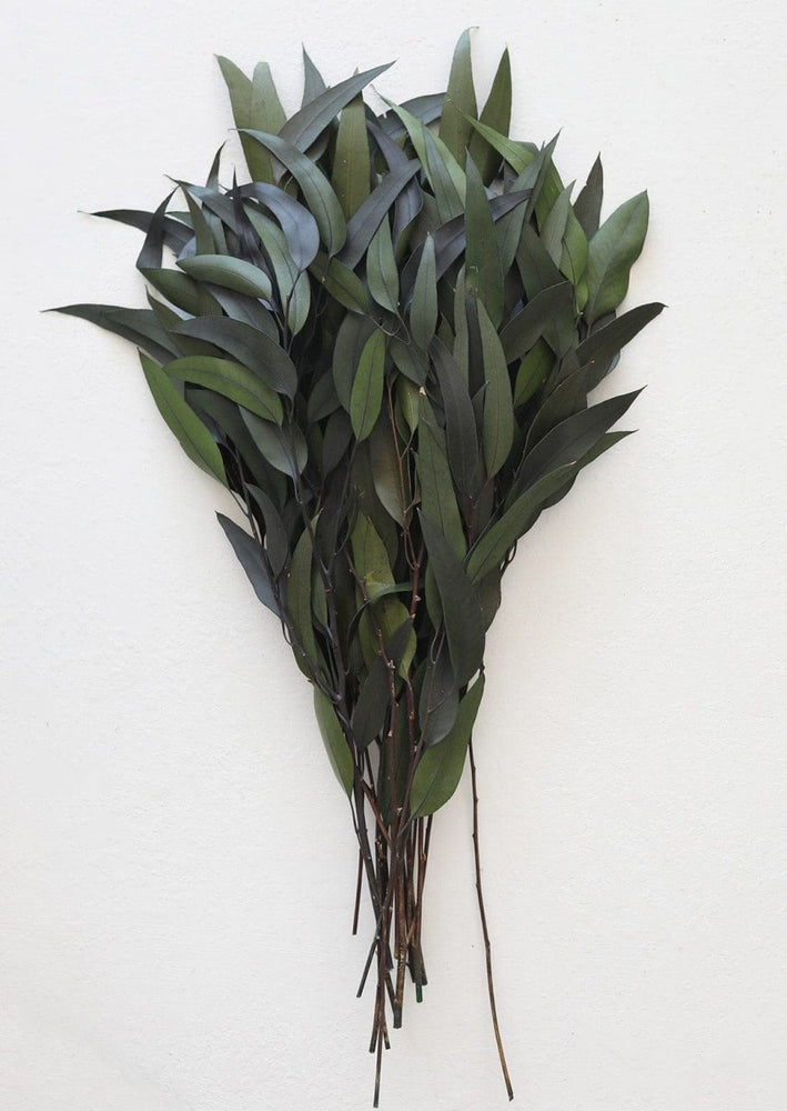 
                      
                        Afloral Preserved Weeping Willow Eucalyptus, 16 - 22" - lily & onyx
                      
                    