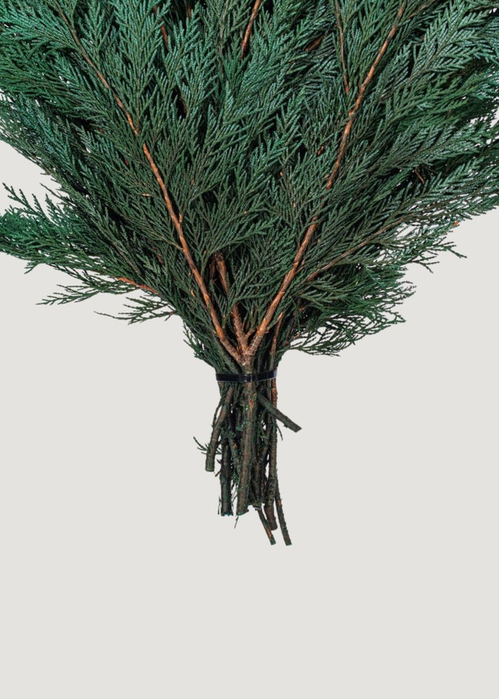 
                      
                        Afloral Preserved Winter Greens Cedar Branch Bundle - 18 - 24" - lily & onyx
                      
                    